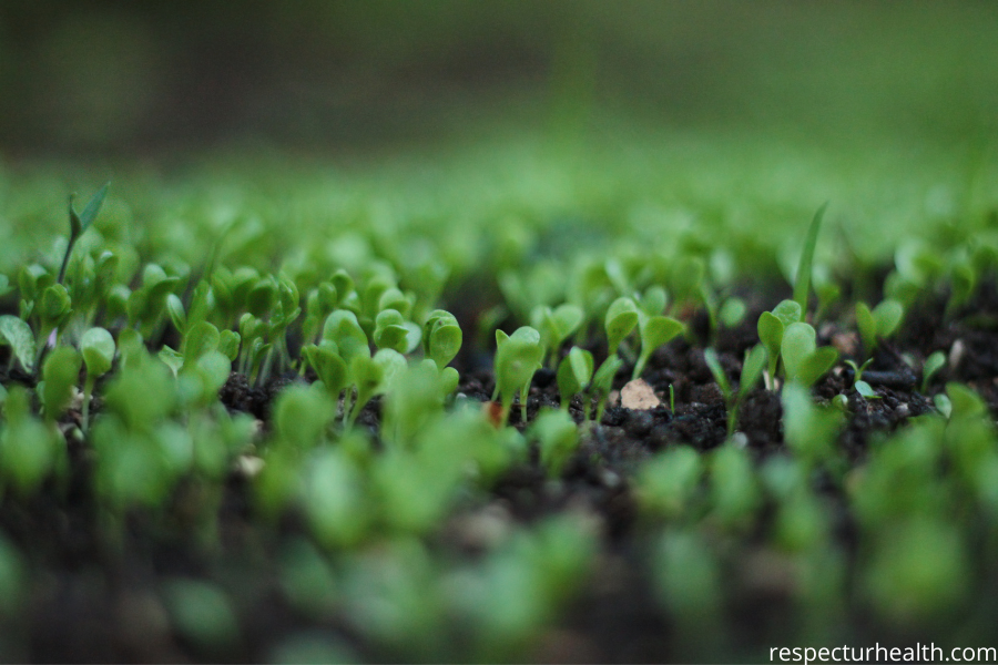 sprouts